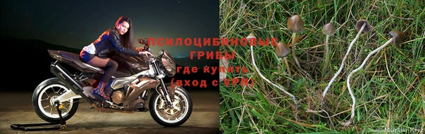 ГАЛЛЮЦИНОГЕННЫЕ ГРИБЫ Абинск